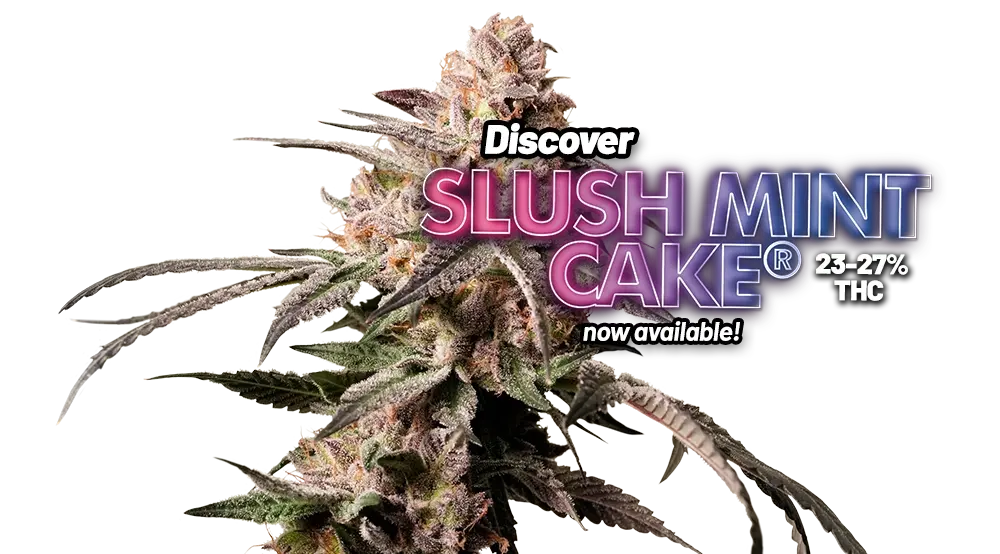 Slush Mint Cake